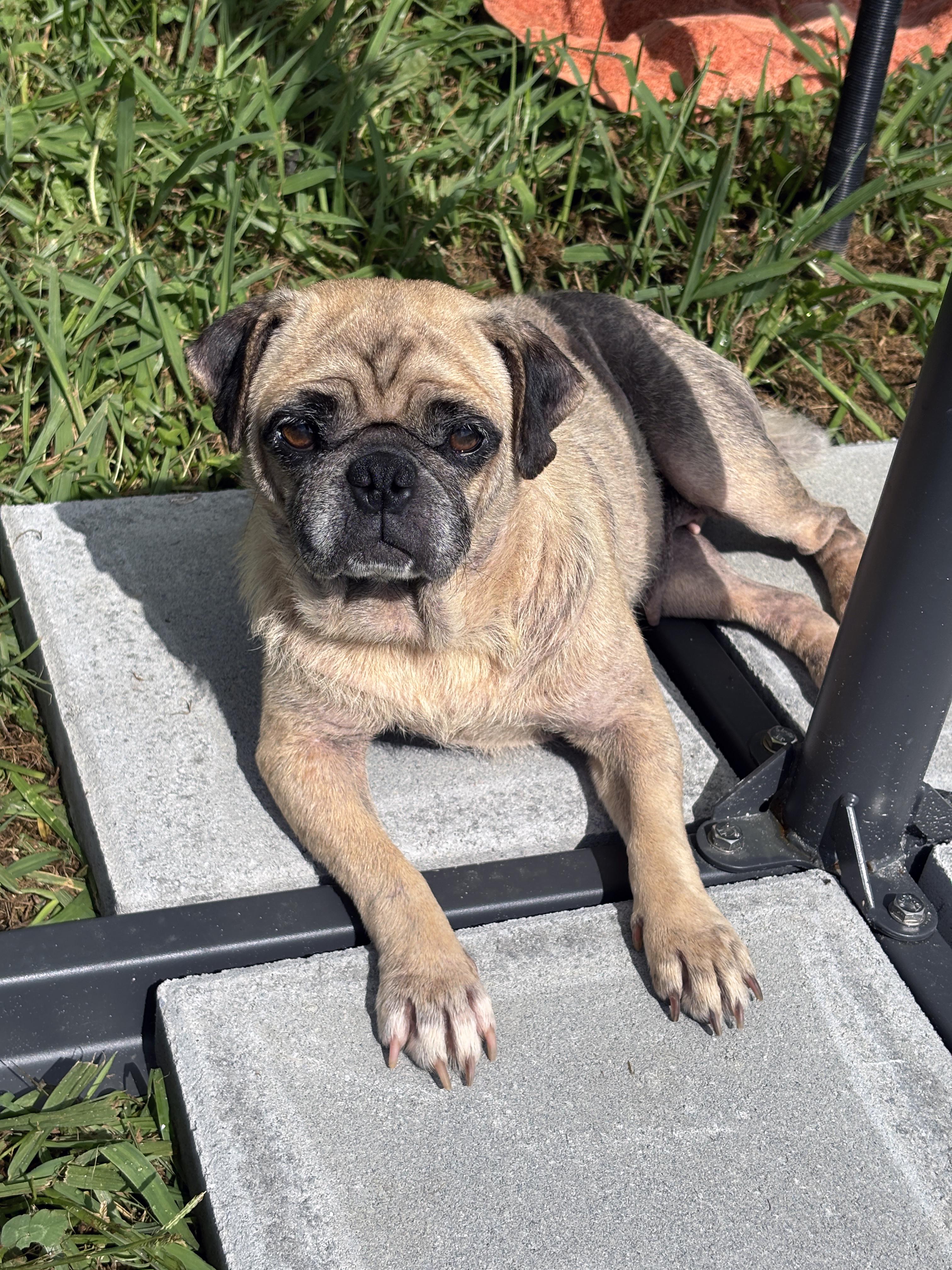 Enlarge Princess Pookie, a Adopted Pug in Marion, NC image 3/5