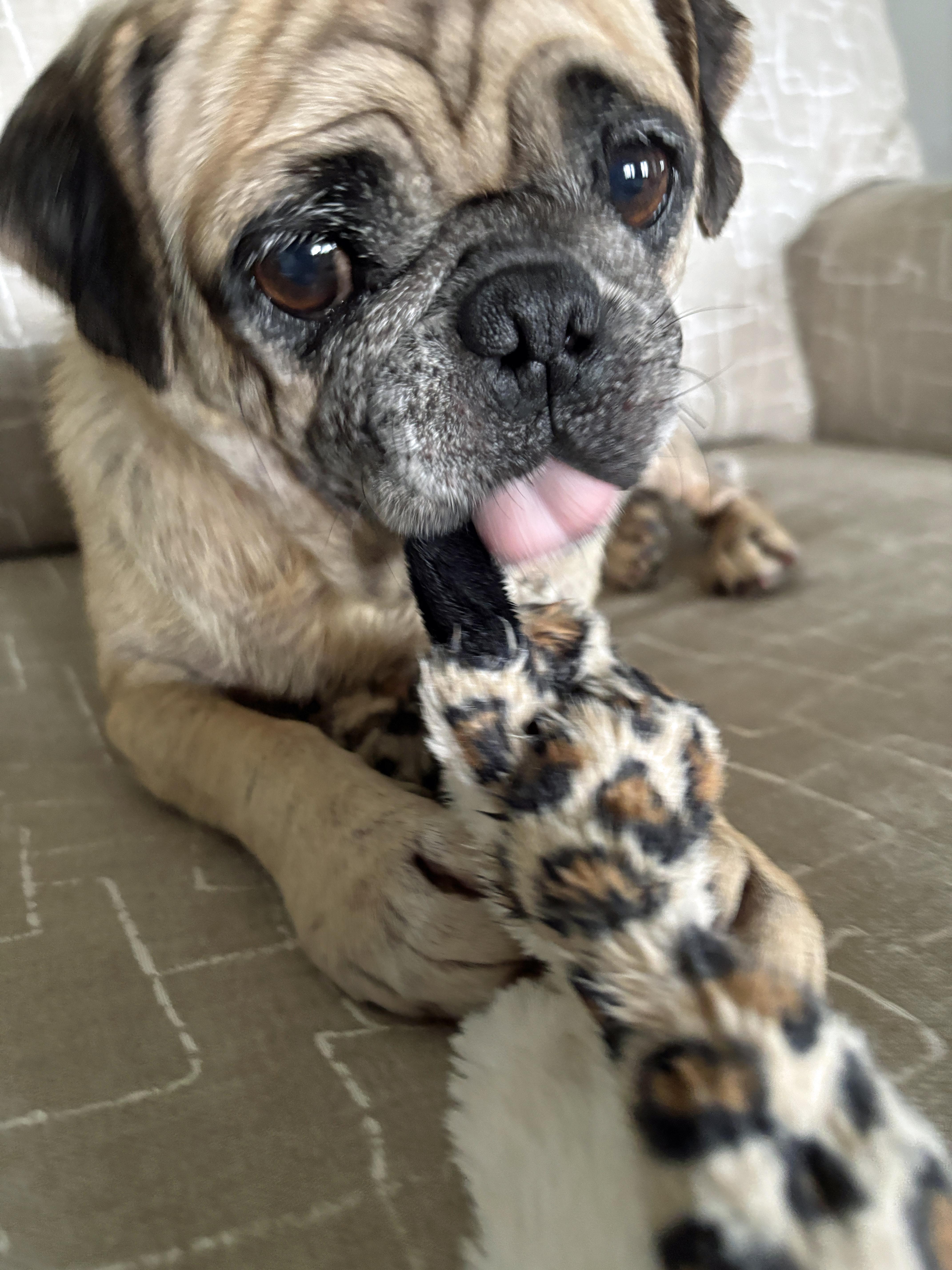 Enlarge Princess Pookie, a Adopted Pug in Marion, NC image 5/5
