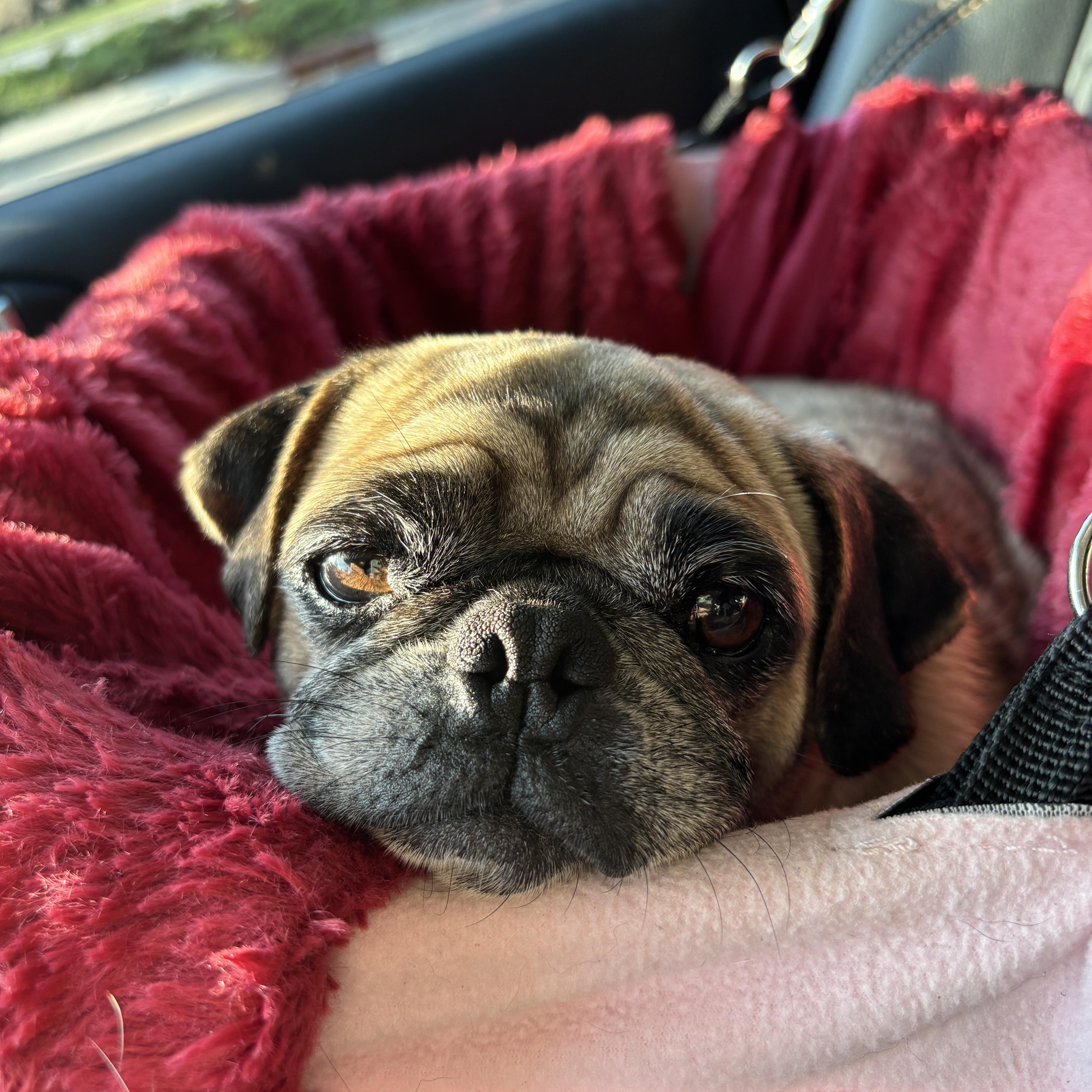 Enlarge Princess Pookie, a Adopted Pug in Marion, NC image 2/5