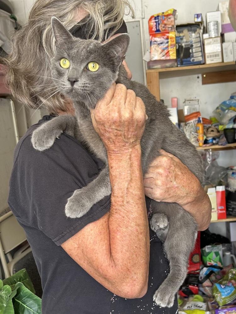 Mitsubishi, Adoptable, Adult Male Domestic Short Hair.