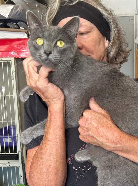 Mitsubishi, a Adoptable mixed breed in Gardena, CA image 2/3