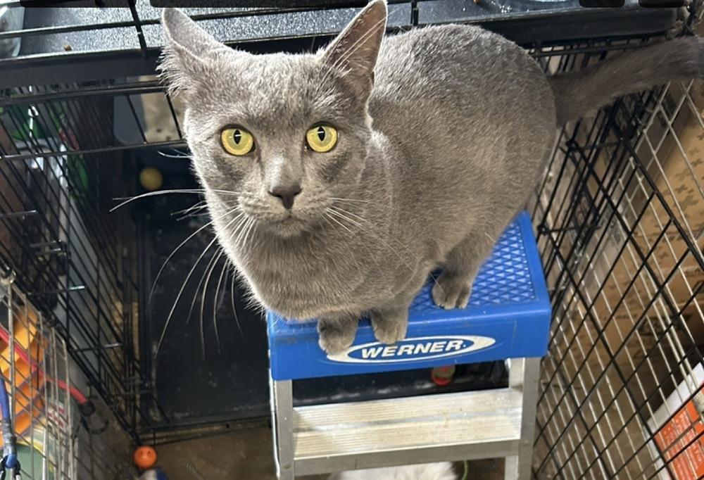 Enlarge Mitsubishi, a Adoptable mixed breed in Gardena, CA image 3/4