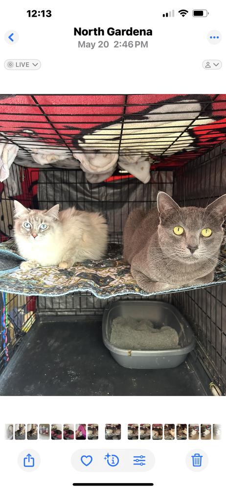 Mitsubishi, a Adoptable mixed breed in Gardena, CA image 3/3