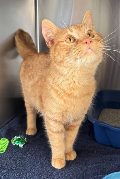 Enlarge DeMeco, a Adoptable mixed breed in Willmar, MN image 1/2