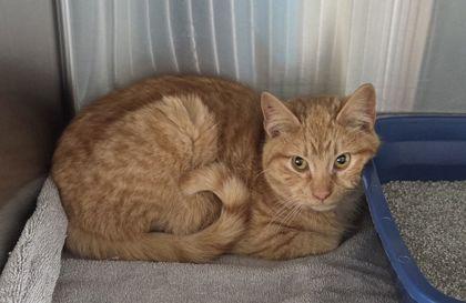 Enlarge DeMeco, a Adoptable mixed breed in Willmar, MN image 2/2