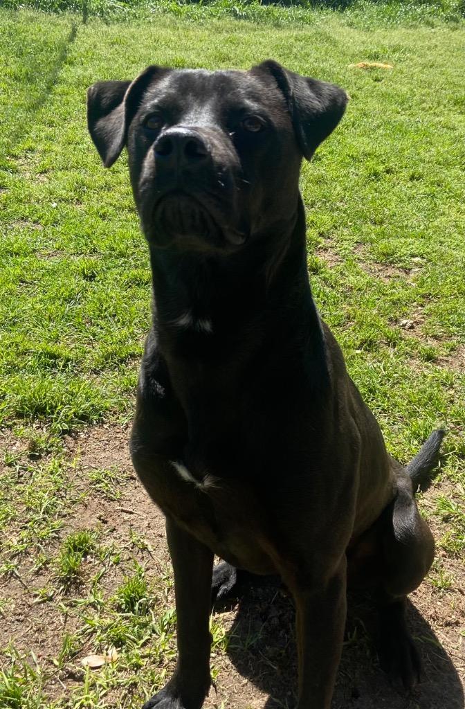 Enlarge Chase, a Adoptable Labrador Retriever in Swainsboro, GA image 1/2