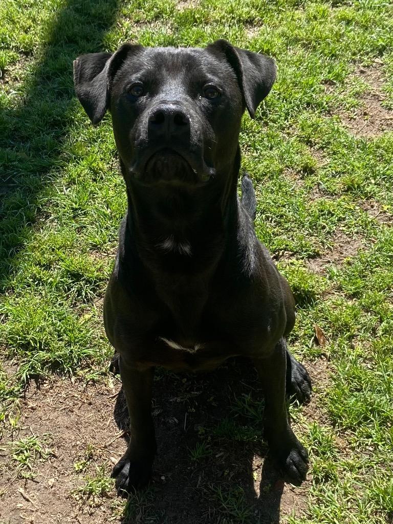 Enlarge Chase, a Adoptable Labrador Retriever in Swainsboro, GA image 2/2