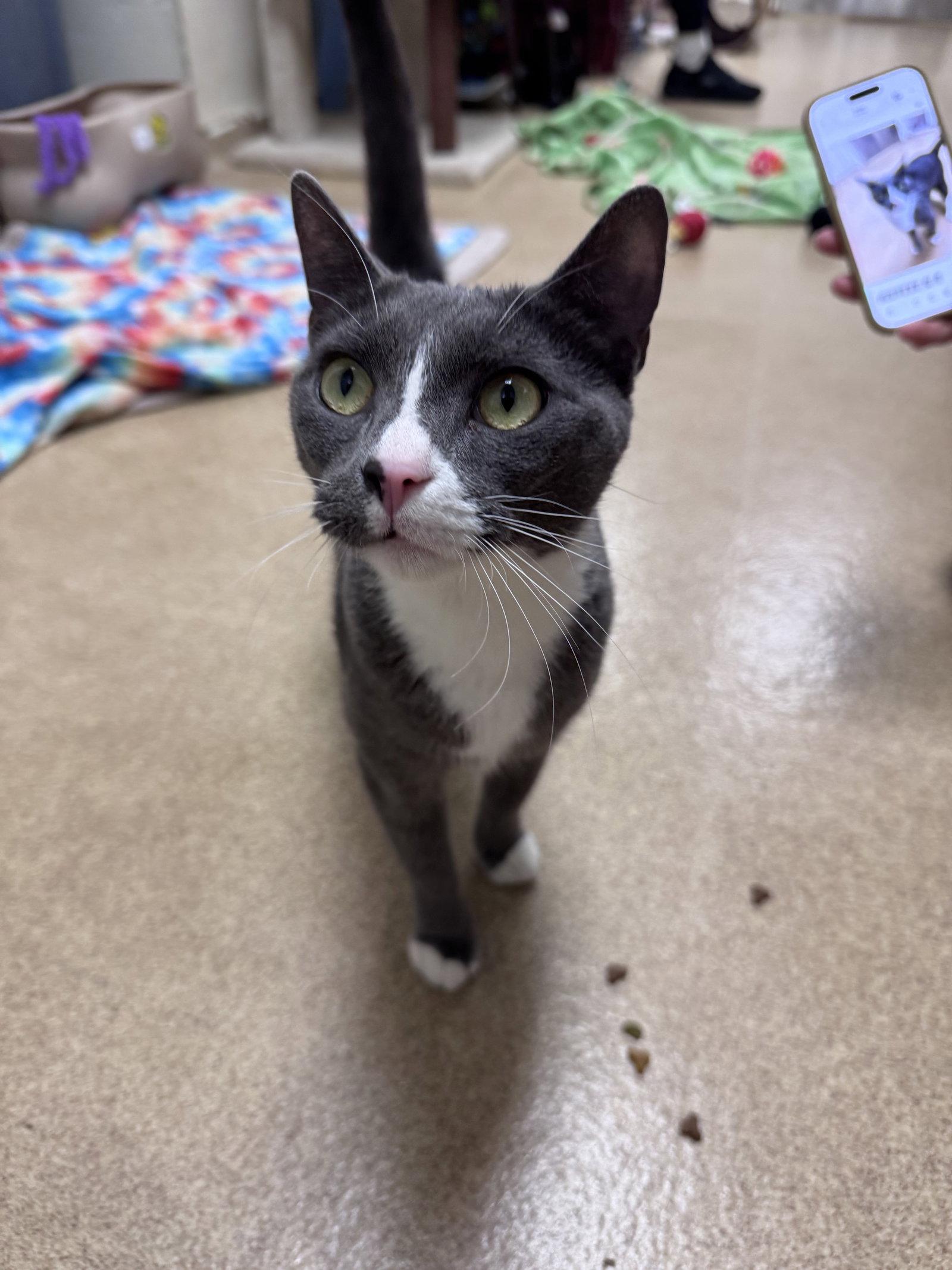 Piglet, Adopted, Adult Female Domestic Short Hair.