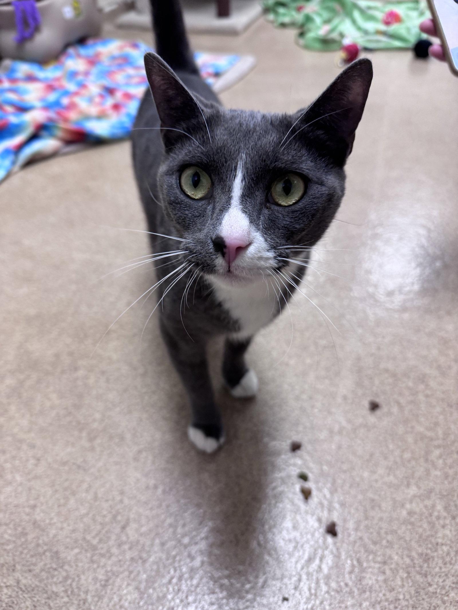 Enlarge Piglet, a Adopted Domestic Short Hair in Brick, NJ image 2/2