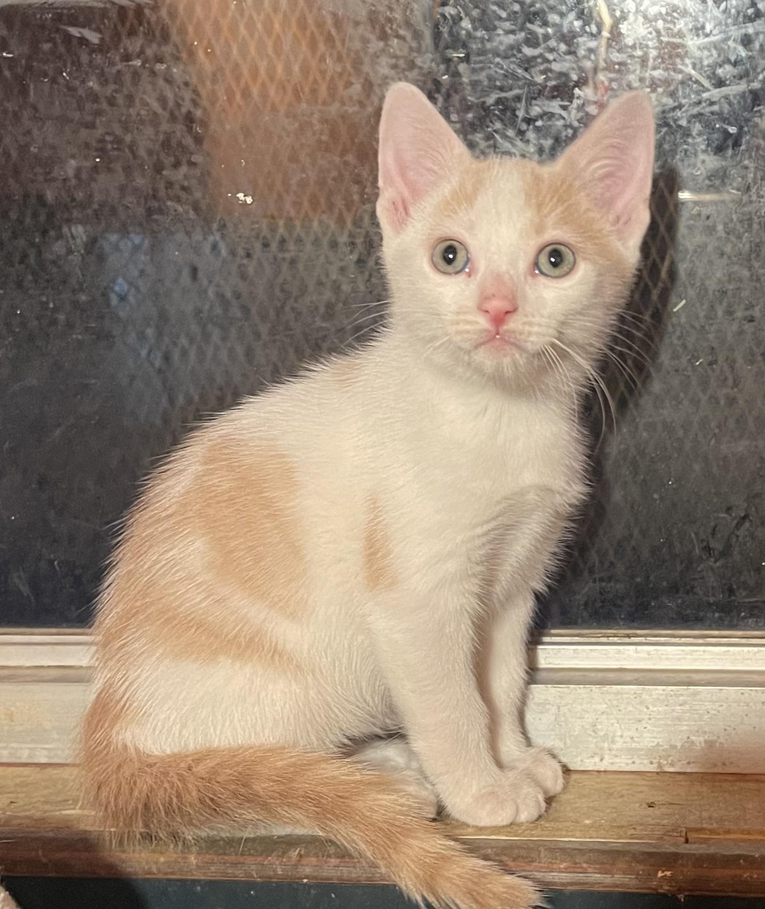 Charm, Adopted, Kitten Female Domestic Short Hair.