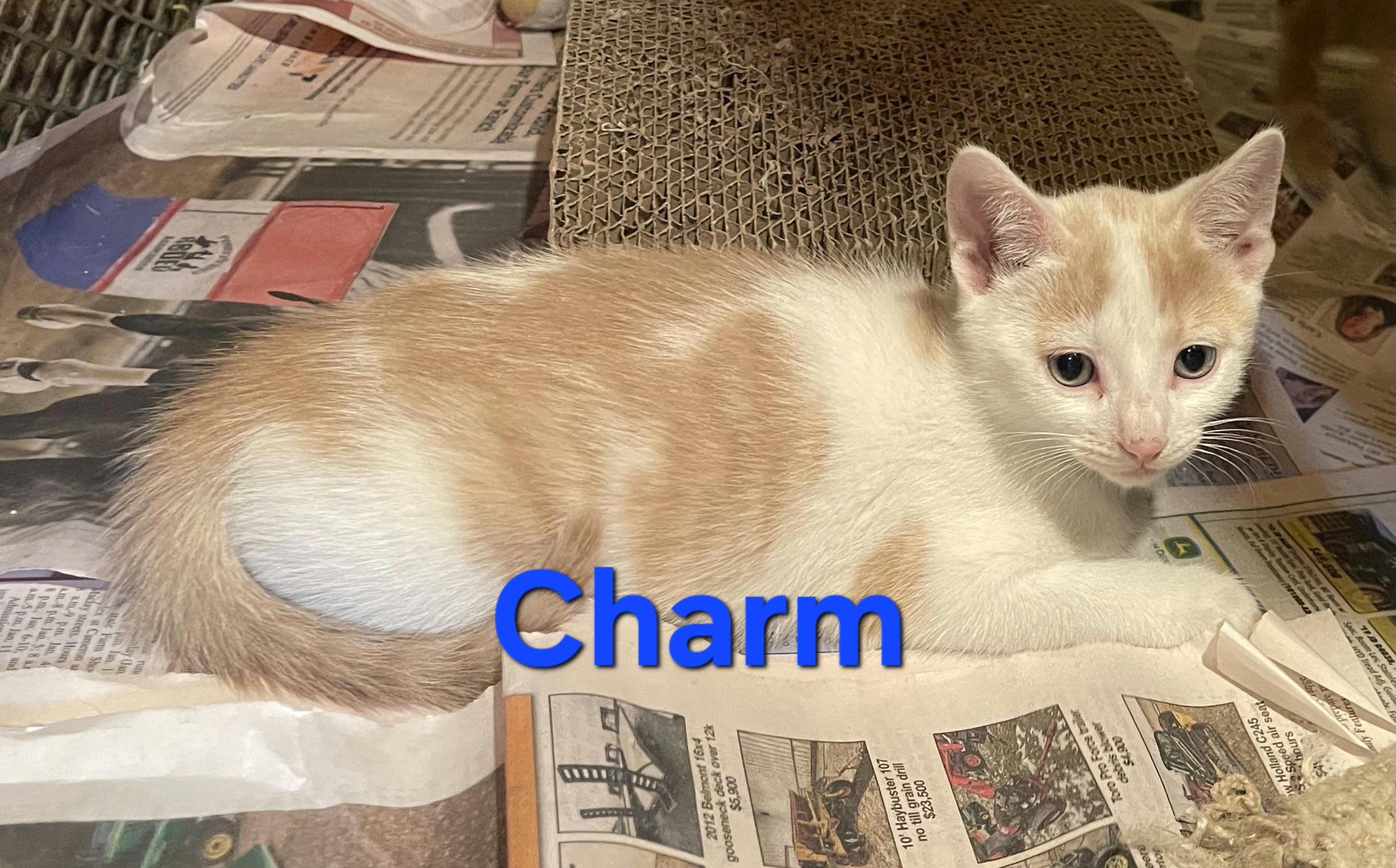 Charm, a Adopted mixed breed in Stewartsville,, NJ image 2/2