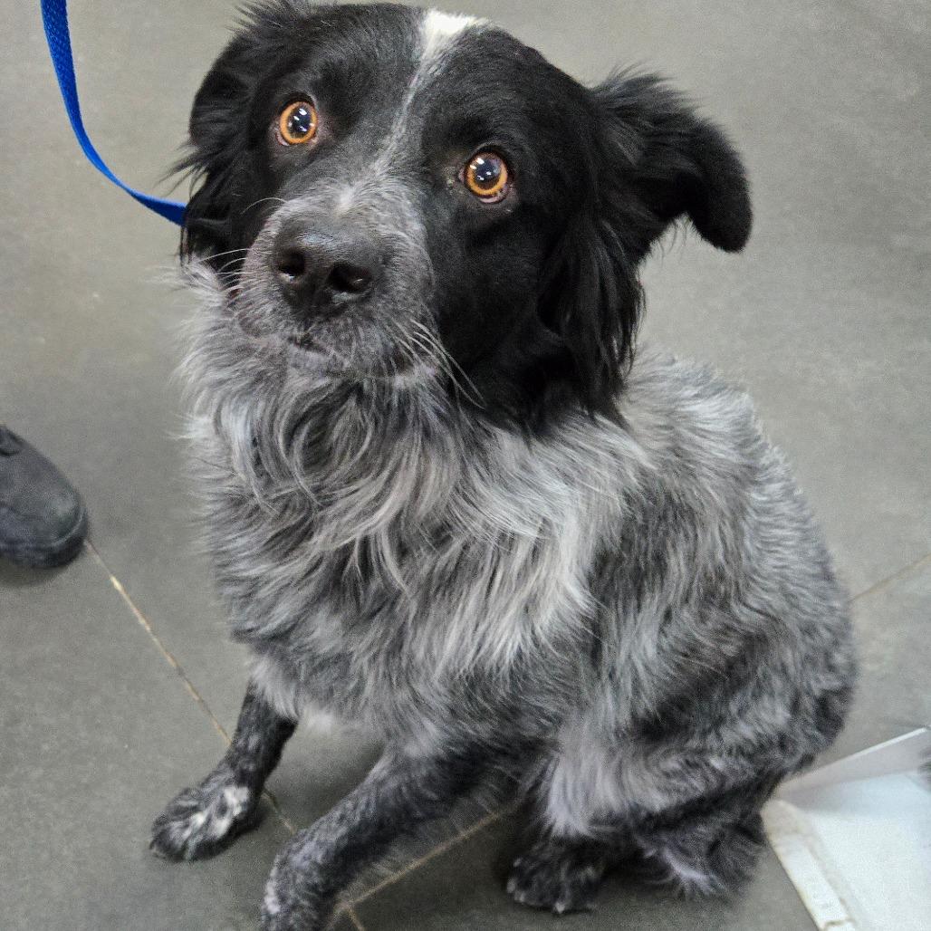 Bluey, Adoptable, Adult Male Australian Cattle Dog / Blue Heeler & Mixed Breed.
