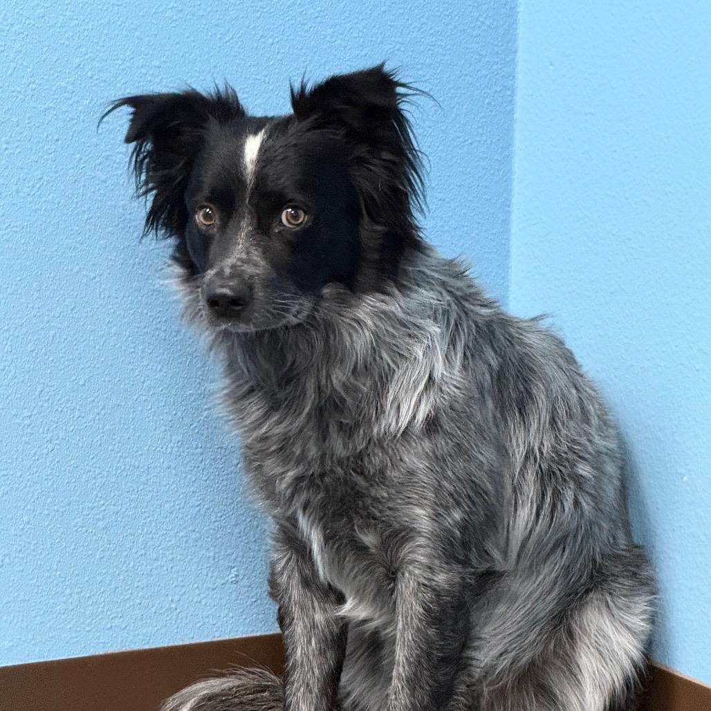 Enlarge Bluey, a Adoptable mixed breed in Idaho Falls, ID image 2/4