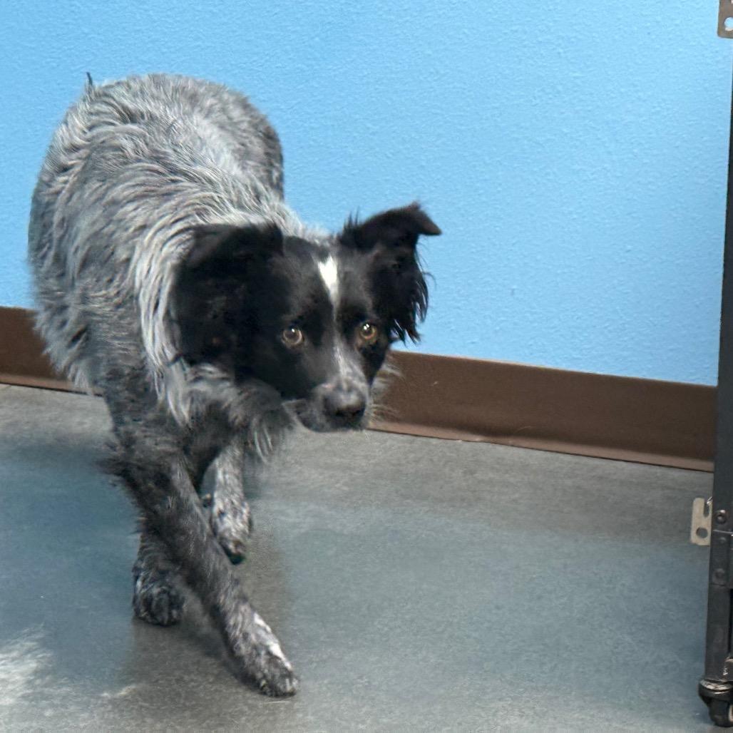Enlarge Bluey, a Adoptable mixed breed in Idaho Falls, ID image 3/4