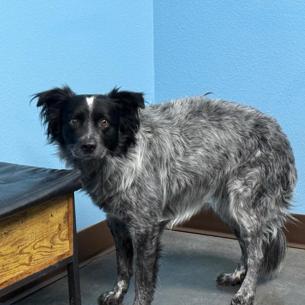 Enlarge Bluey, a Adoptable mixed breed in Idaho Falls, ID image 4/4