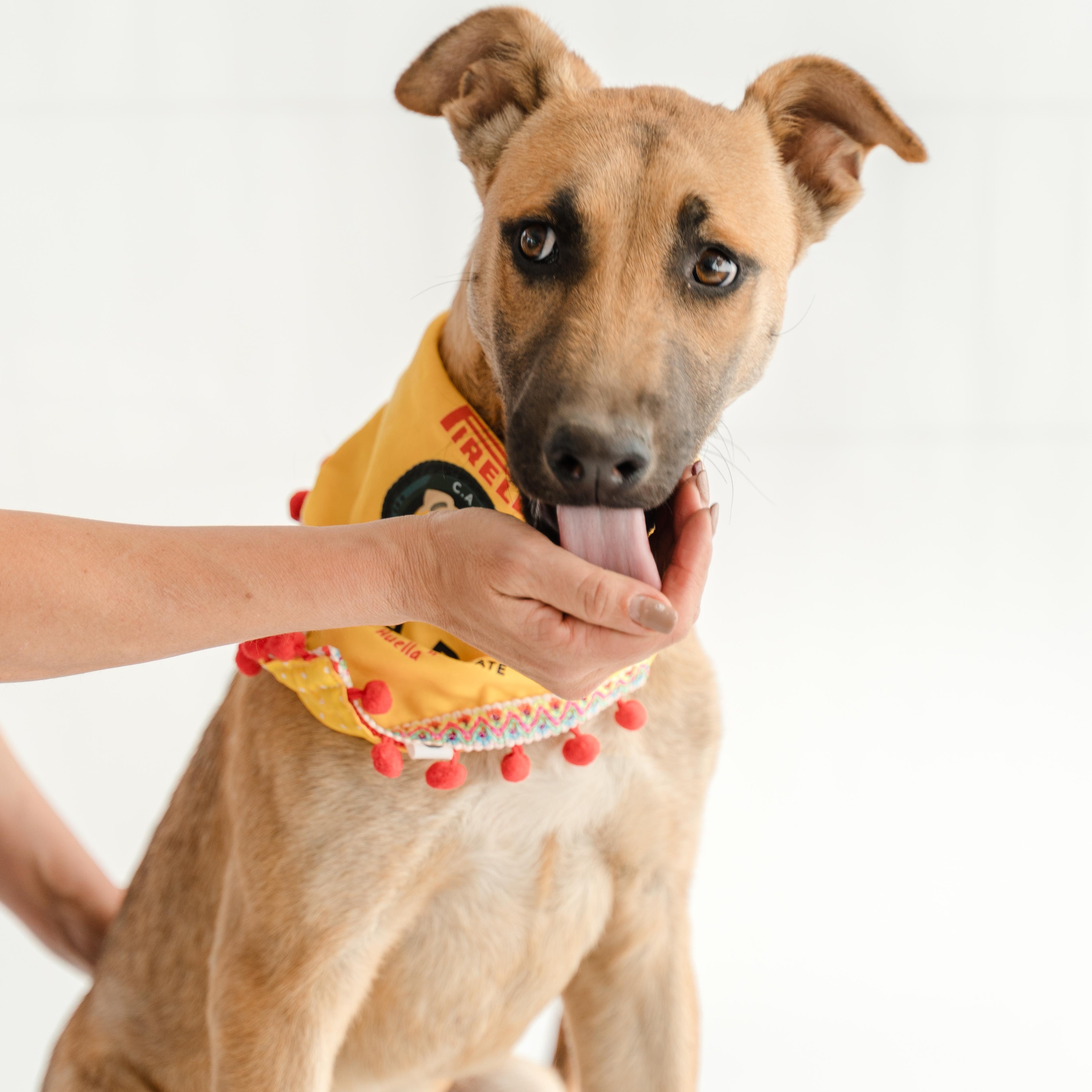 Enlarge Bambi, a ADOPTABLE mixed breed in Manvel, TX image 3/6