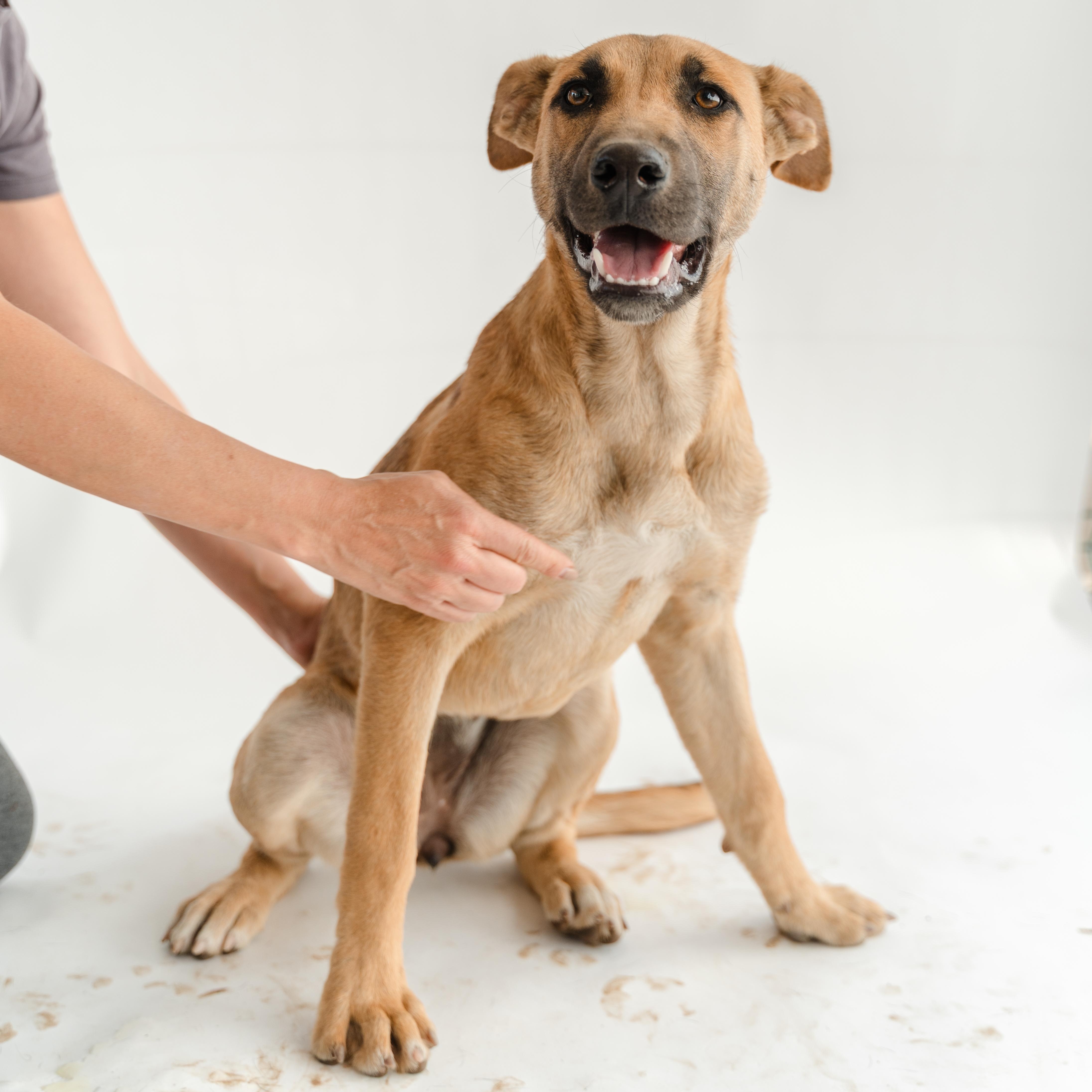 Enlarge Bambi, a ADOPTABLE mixed breed in Manvel, TX image 1/6