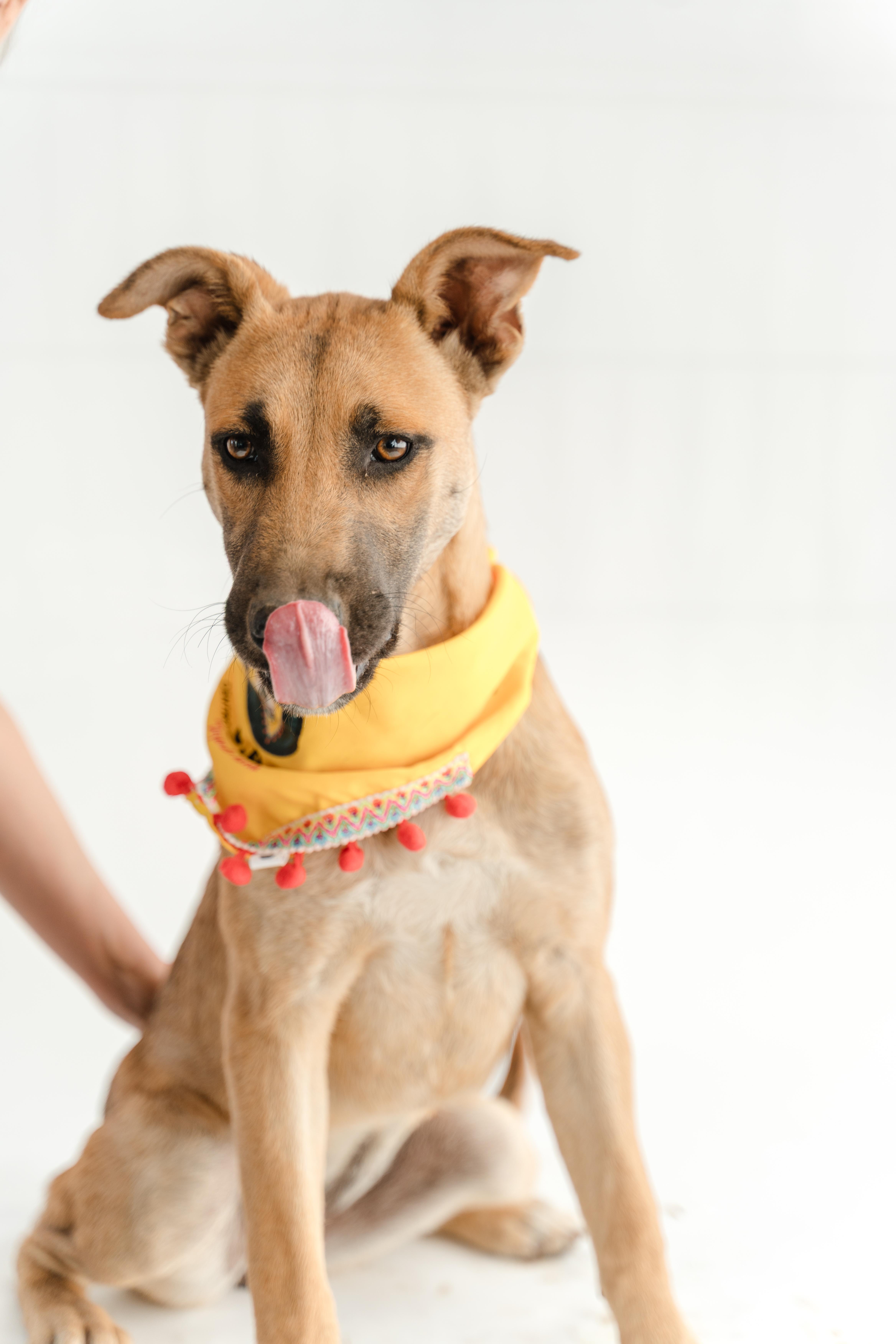 Enlarge Bambi, a ADOPTABLE mixed breed in Manvel, TX image 5/6