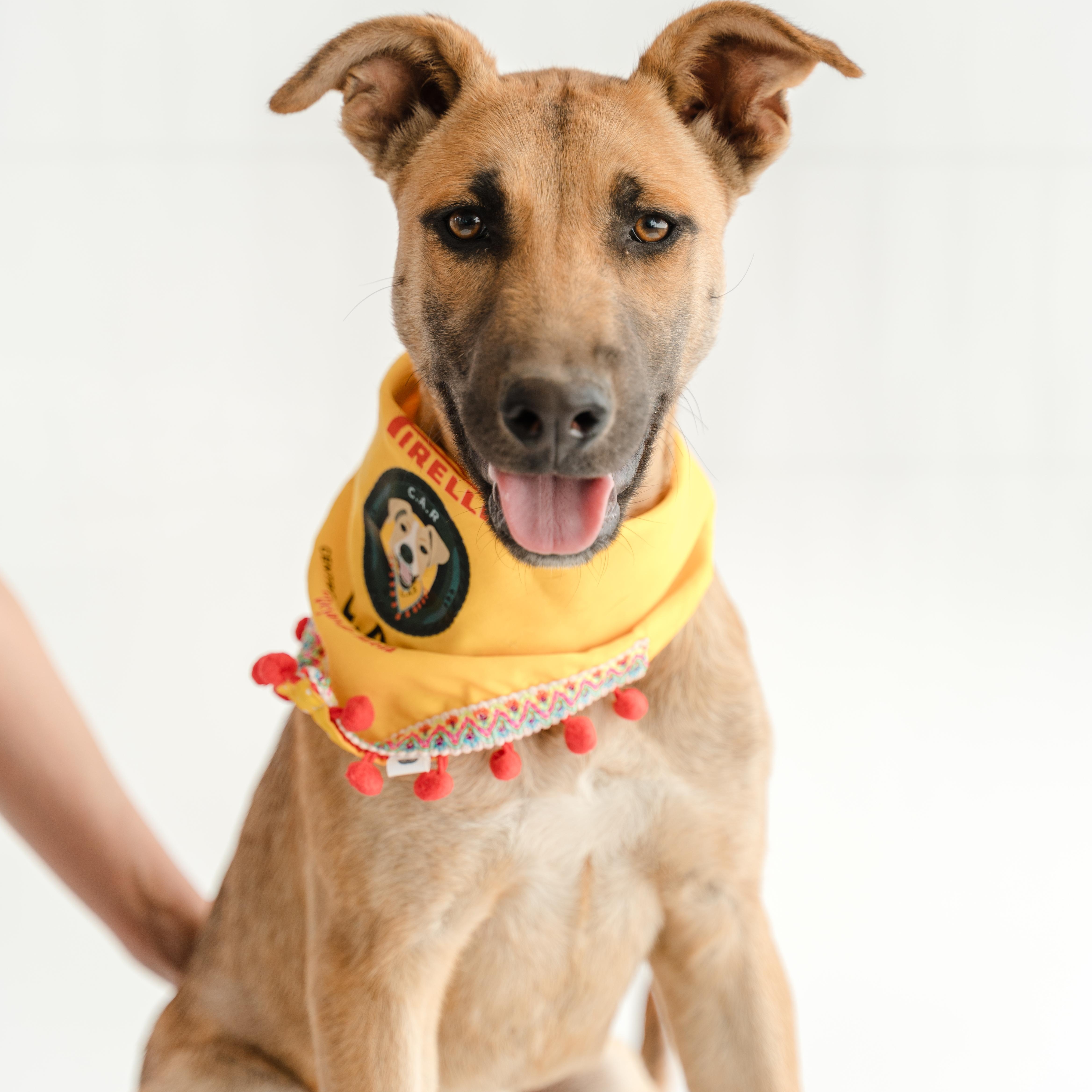 Enlarge Bambi, a ADOPTABLE mixed breed in Manvel, TX image 2/6