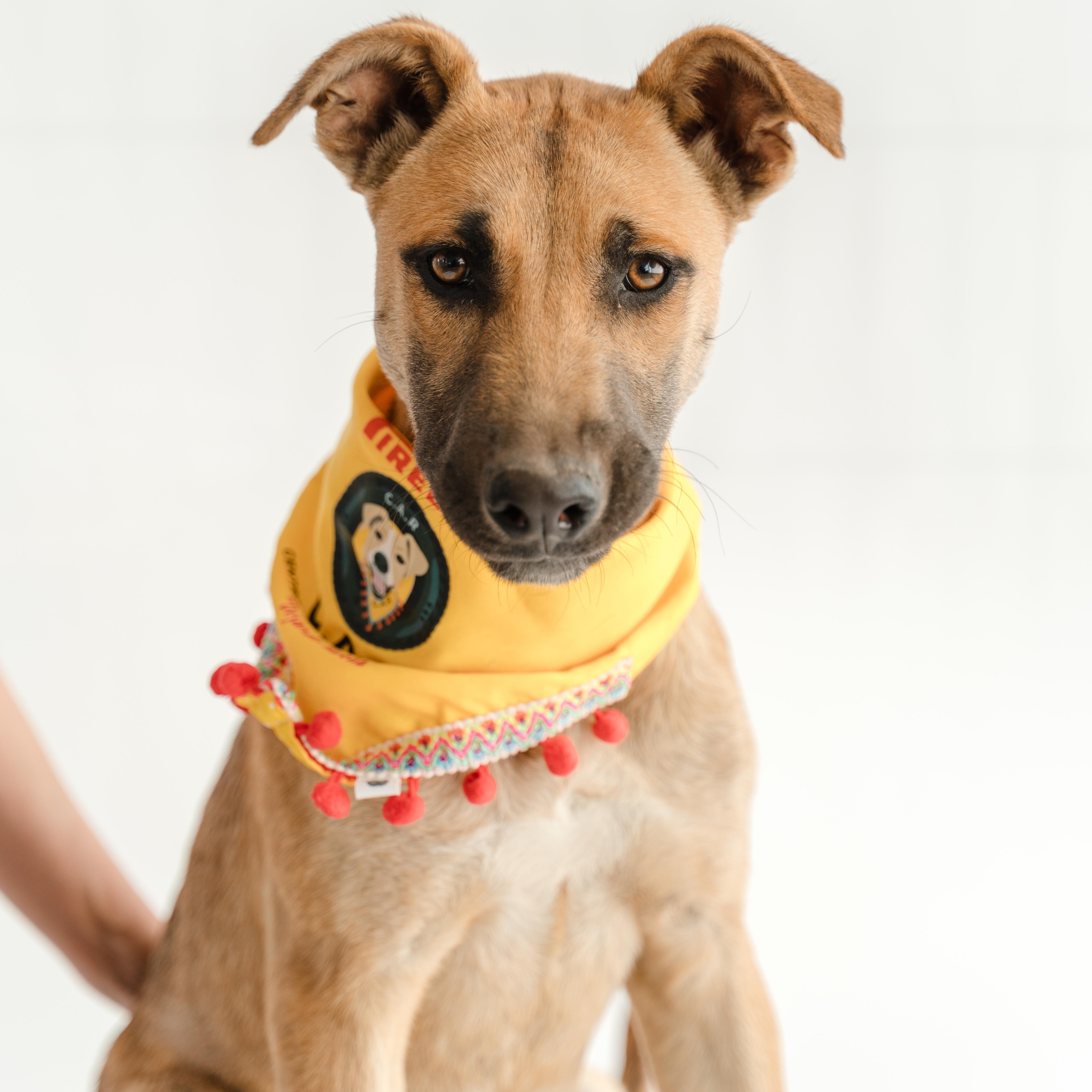 Enlarge Bambi, a ADOPTABLE mixed breed in Manvel, TX image 6/6