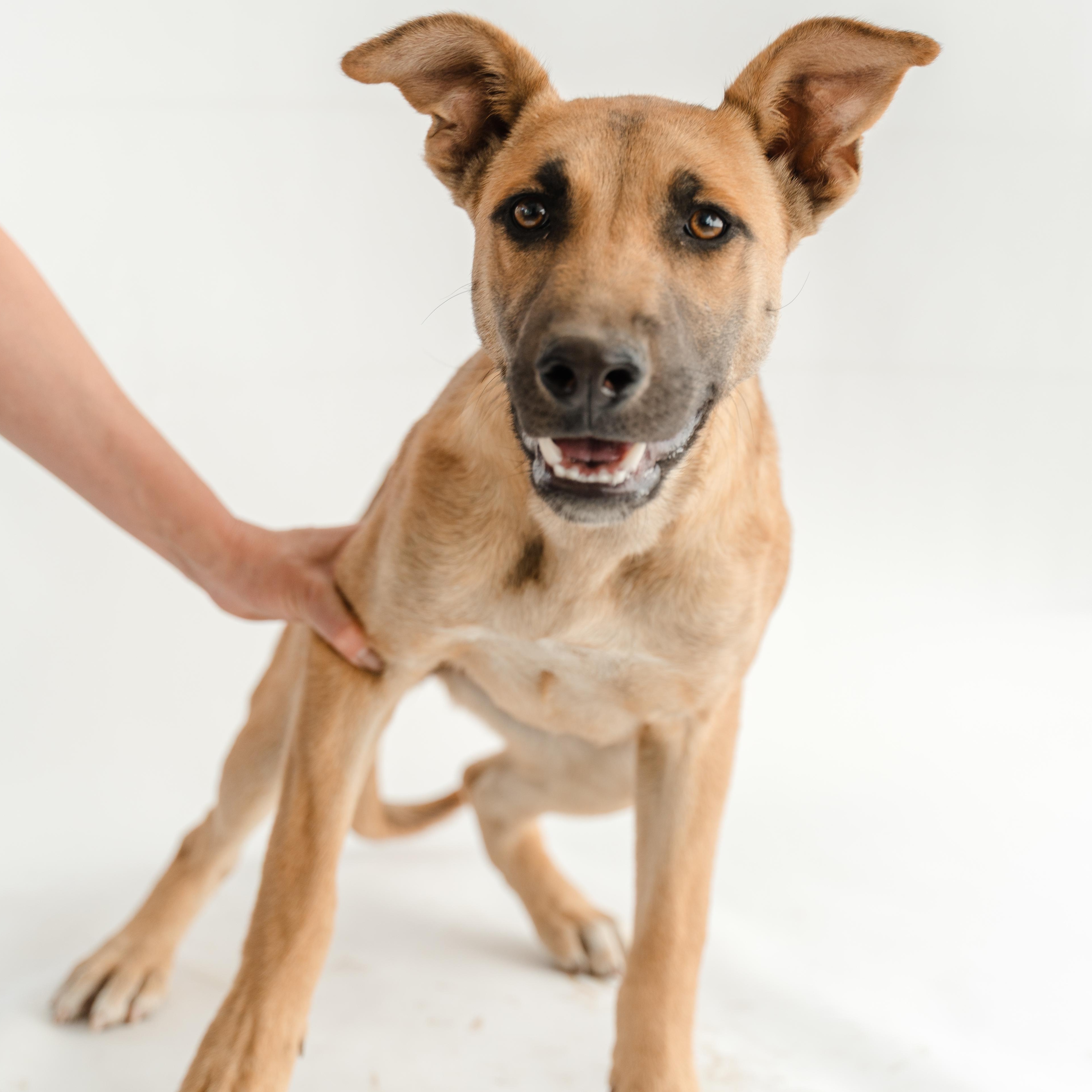 Enlarge Bambi, a ADOPTABLE mixed breed in Manvel, TX image 4/6