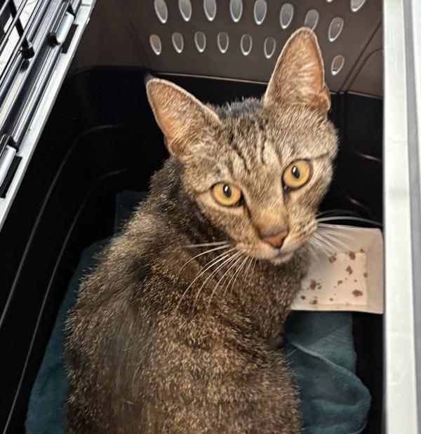 Enlarge Mixi, a Adoptable mixed breed in Oceanside, CA image 1/1