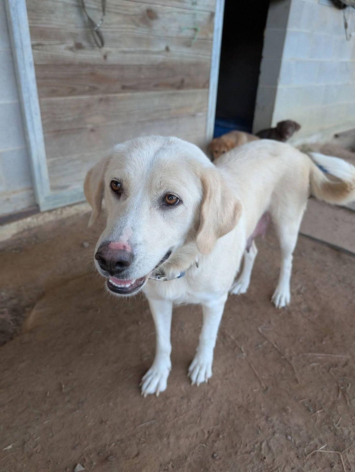 Enlarge Yukon (Austin) , a Adoptable mixed breed in Austin, TX image 3/4