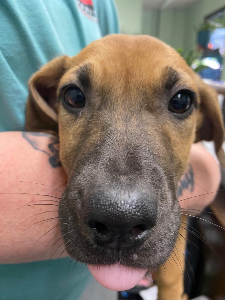 Enlarge Bat, a Adoptable Hound in Beebe, AR image 1/2