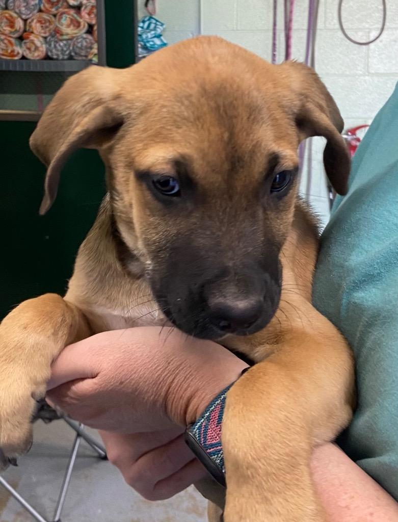 Enlarge Bat, a Adoptable Hound in Beebe, AR image 2/2