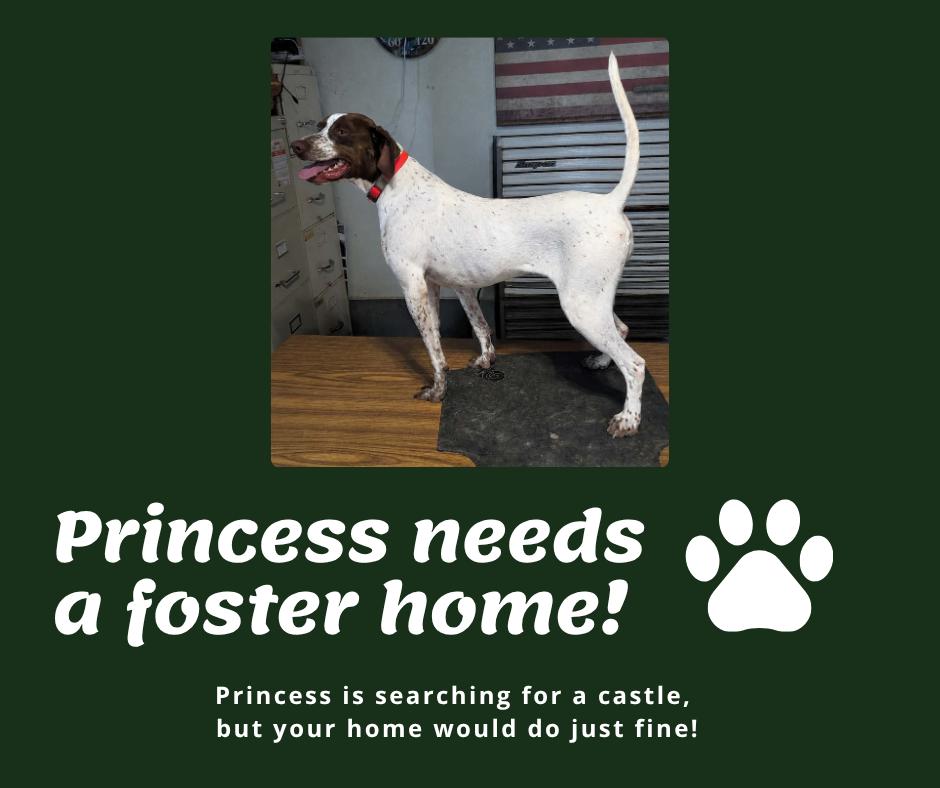 Needs Foster Princess (IA), ADOPTABLE, Adult Female English Pointer.
