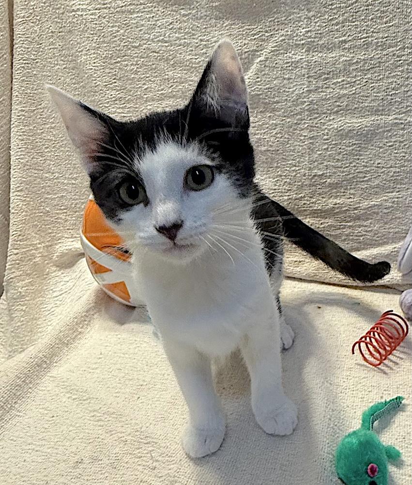 Mitsy, Adoptable, Kitten Female Domestic Short Hair.