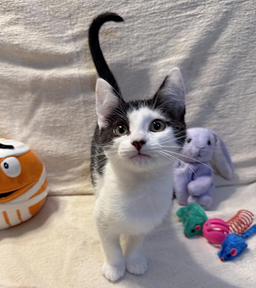 Enlarge Mitsy, a Adoptable Domestic Short Hair in Bedford, VA image 2/6