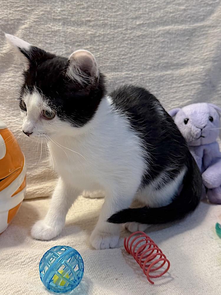 Enlarge Mitsy, a Adoptable Domestic Short Hair in Bedford, VA image 3/6