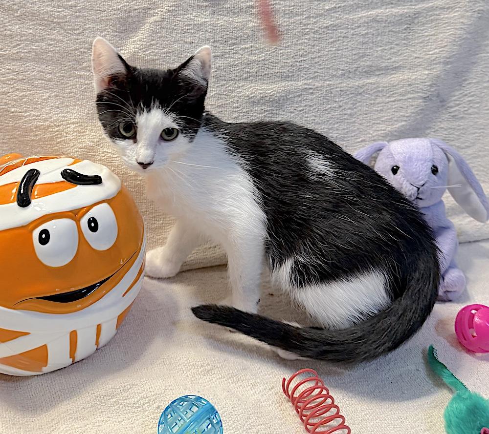 Enlarge Mitsy, a Adoptable Domestic Short Hair in Bedford, VA image 5/6