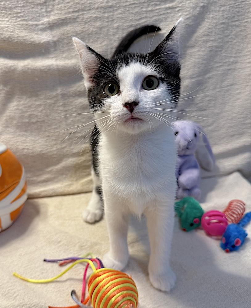 Enlarge Mitsy, a Adoptable Domestic Short Hair in Bedford, VA image 6/6