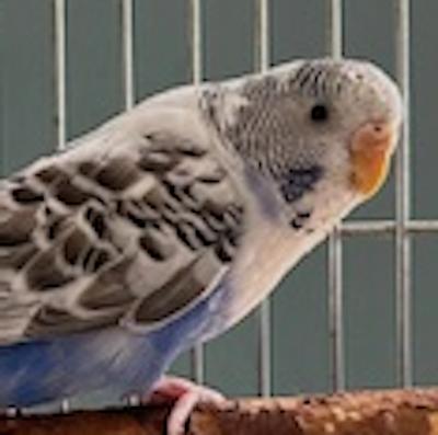 Enlarge Poppy, a Adoptable Budgie / Budgerigar in Jacksonville, FL image 1/1