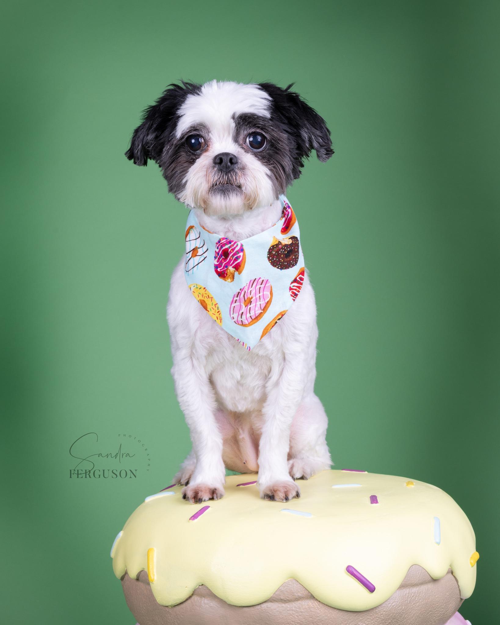 Zoe, Adoptable, Adult Female Shih Tzu.