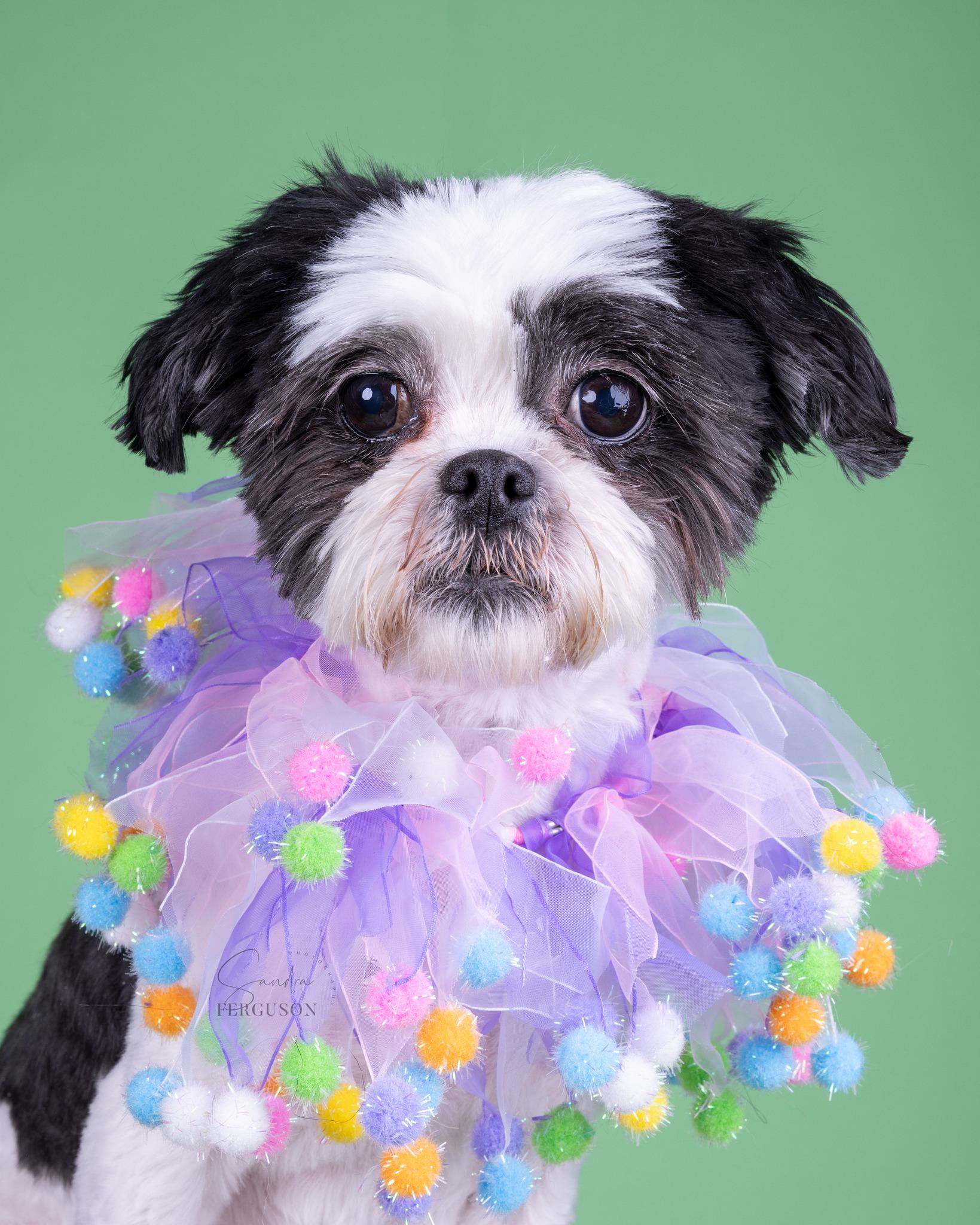 Enlarge Zoe, a Adoptable Shih Tzu in Memphis, TN image 2/4