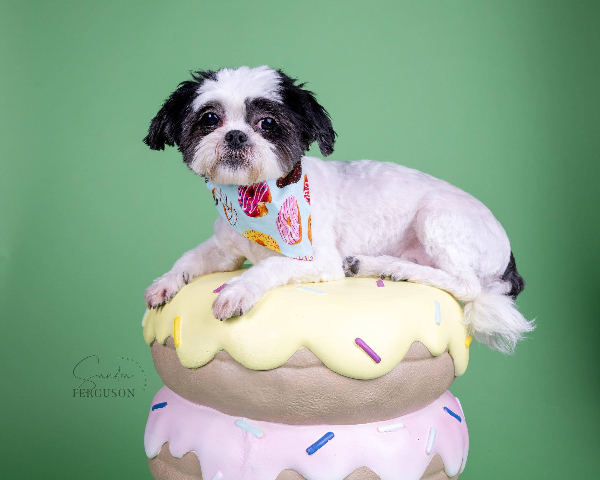 Enlarge Zoe, a Adoptable Shih Tzu in Memphis, TN image 3/4