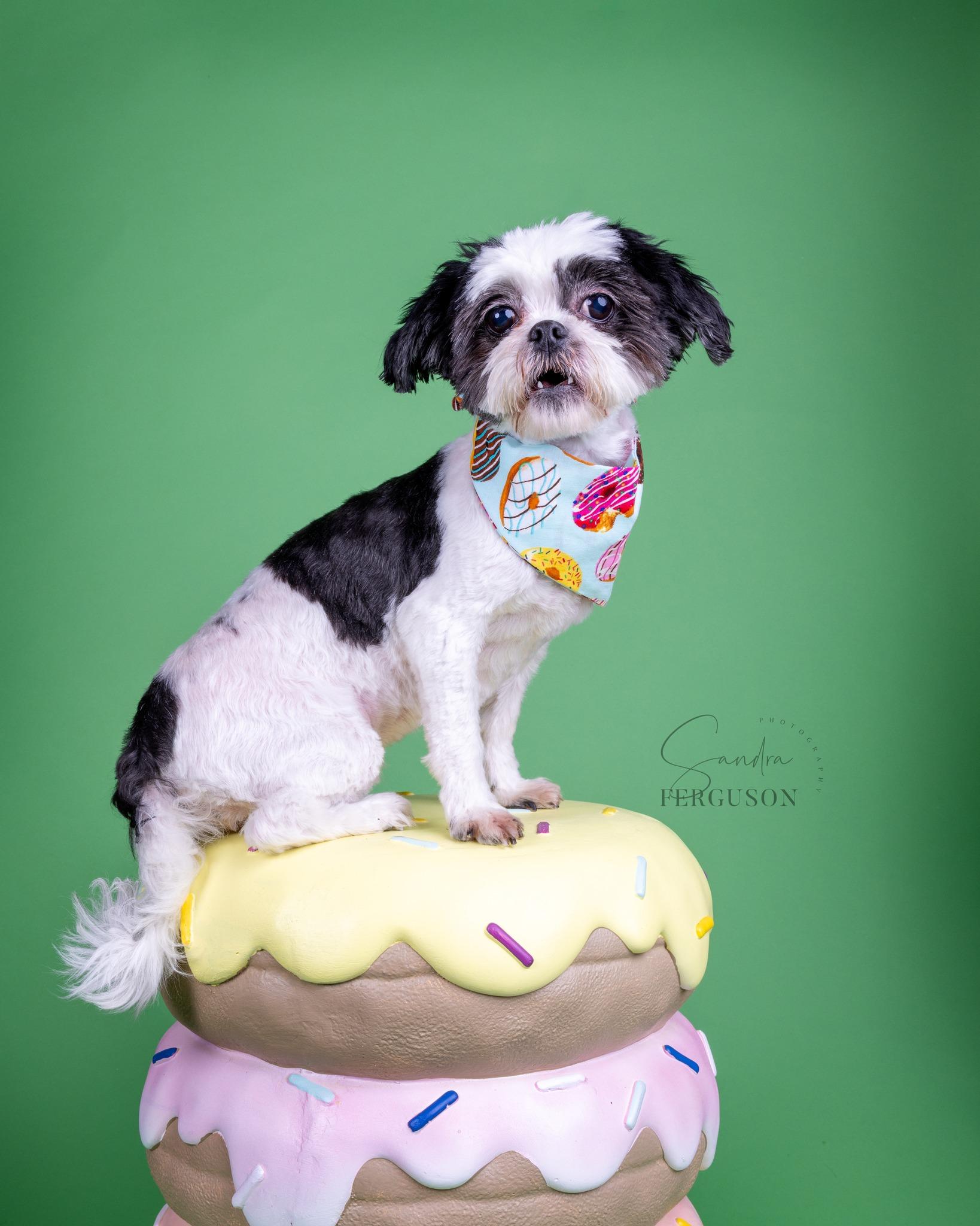Enlarge Zoe, a Adoptable Shih Tzu in Memphis, TN image 4/4