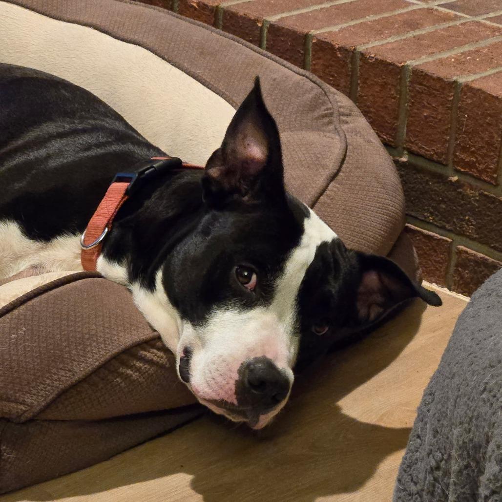 Enlarge Ozzy, a Adoptable mixed breed in Melrose, FL image 1/2