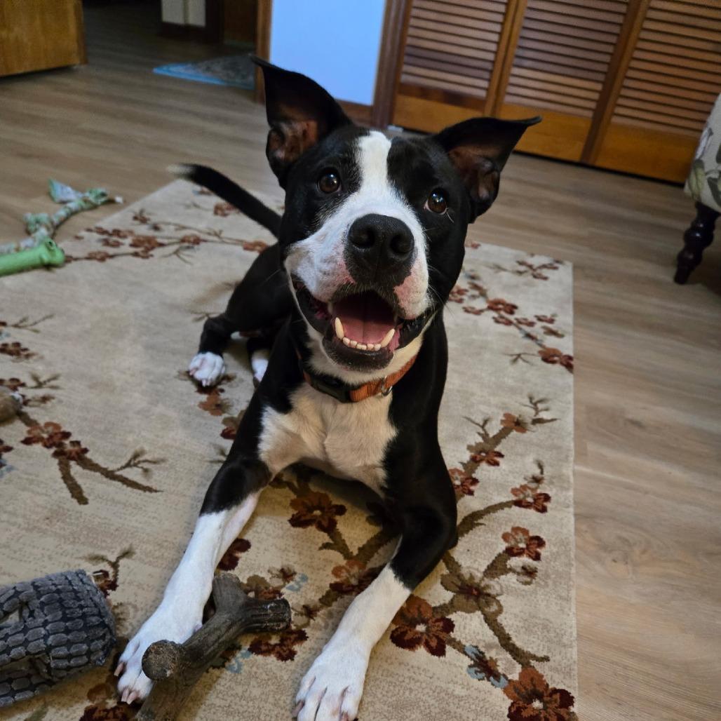 Enlarge Ozzy, a Adoptable mixed breed in Melrose, FL image 2/2