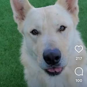 Kimba-Beautiful and Kind, a Adoptable White German Shepherd image 1/5