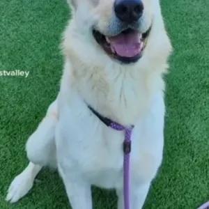 Kimba-Beautiful and Kind, Adoptable, Adult Male White German Shepherd.
