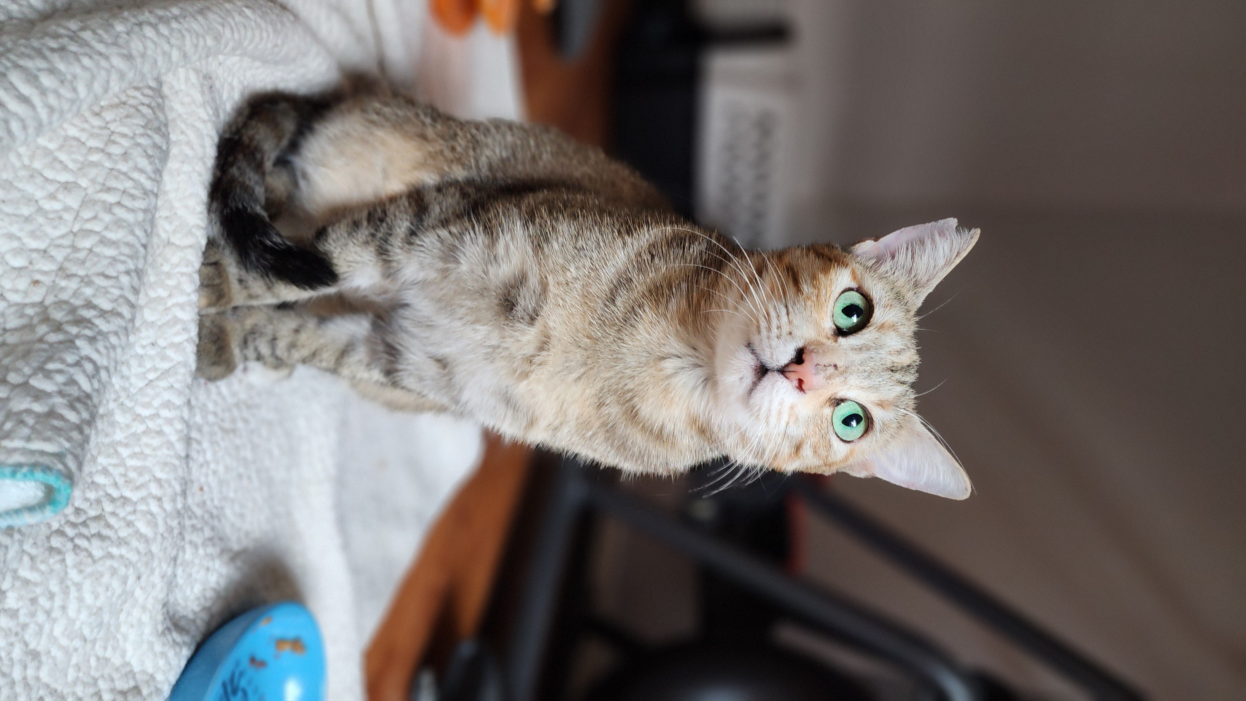 Biscuit