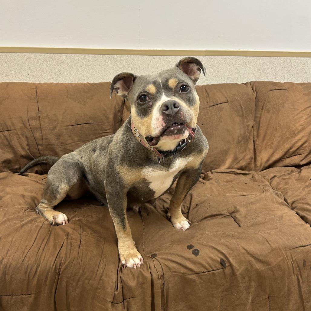 Enlarge Bogie, a Adoptable mixed breed in Naperville, IL image 2/6