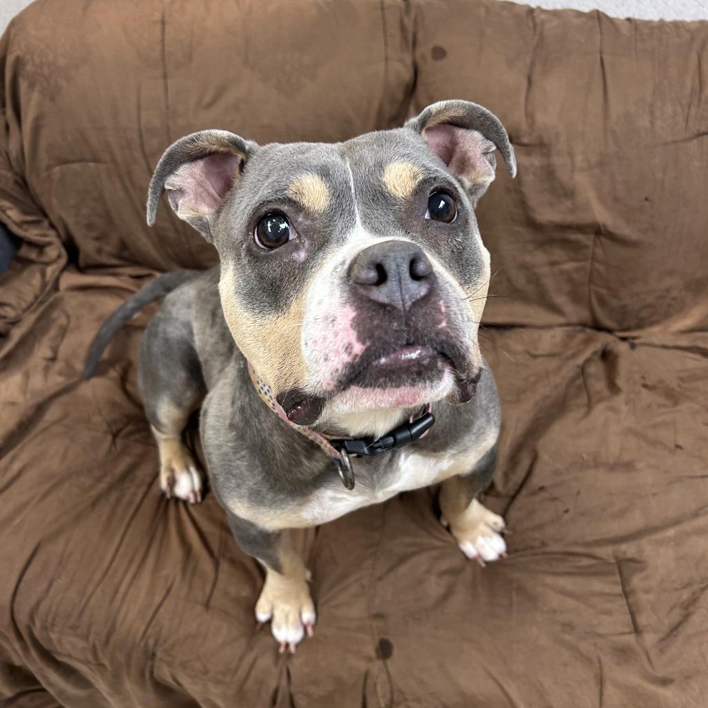 Bogie, Adoptable, Adult Female English Bulldog.