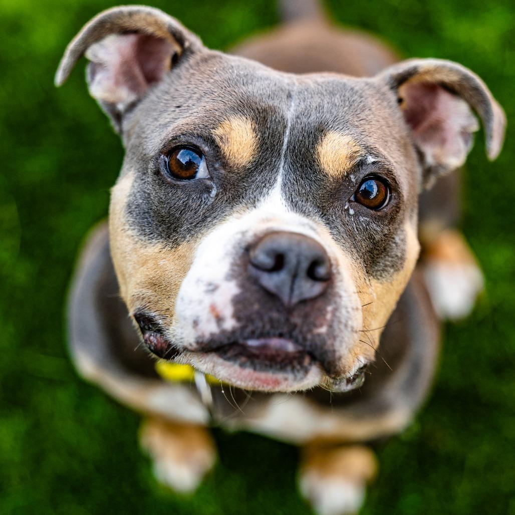 Enlarge Bogie, a Adoptable mixed breed in Naperville, IL image 3/6