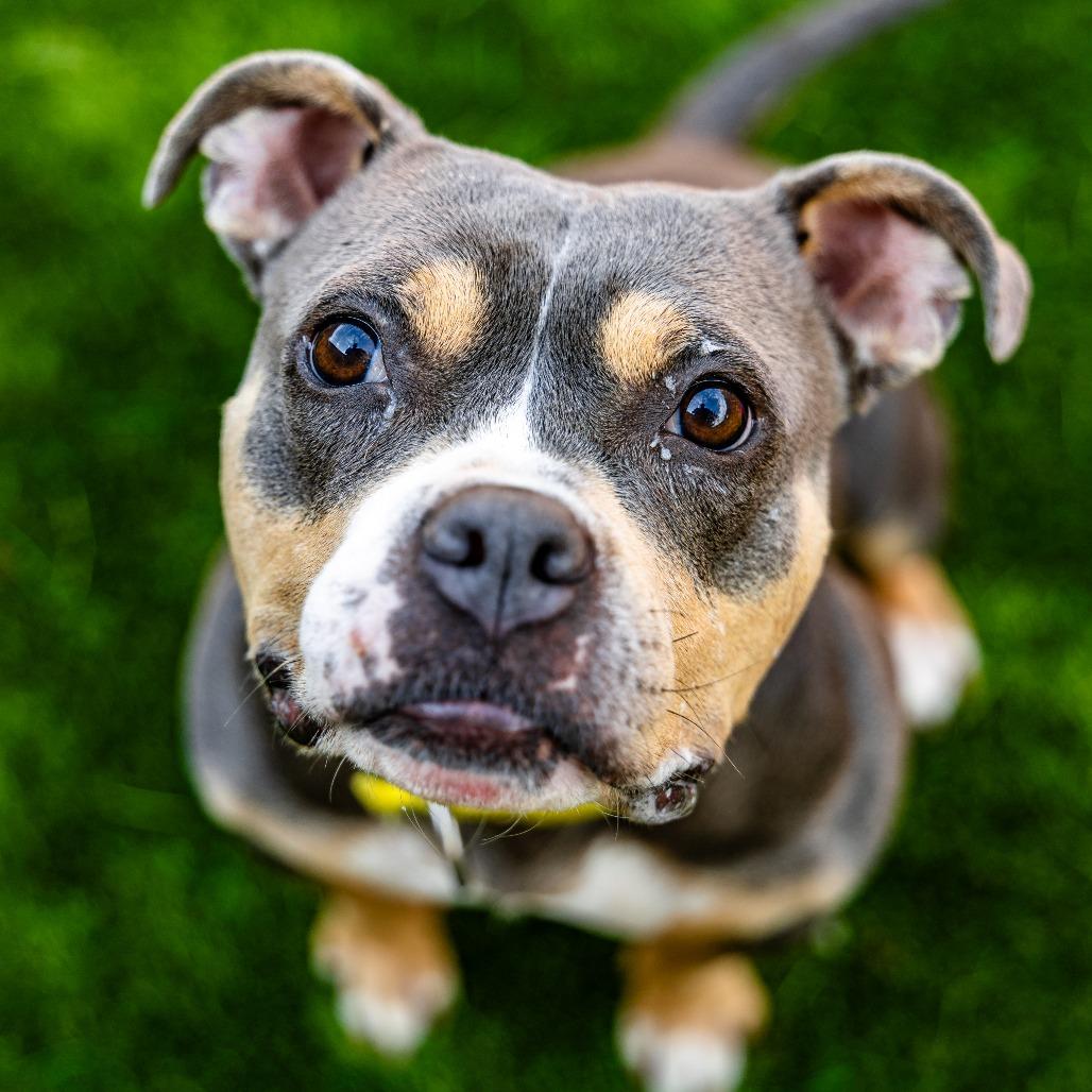 Enlarge Bogie, a Adoptable mixed breed in Naperville, IL image 4/6