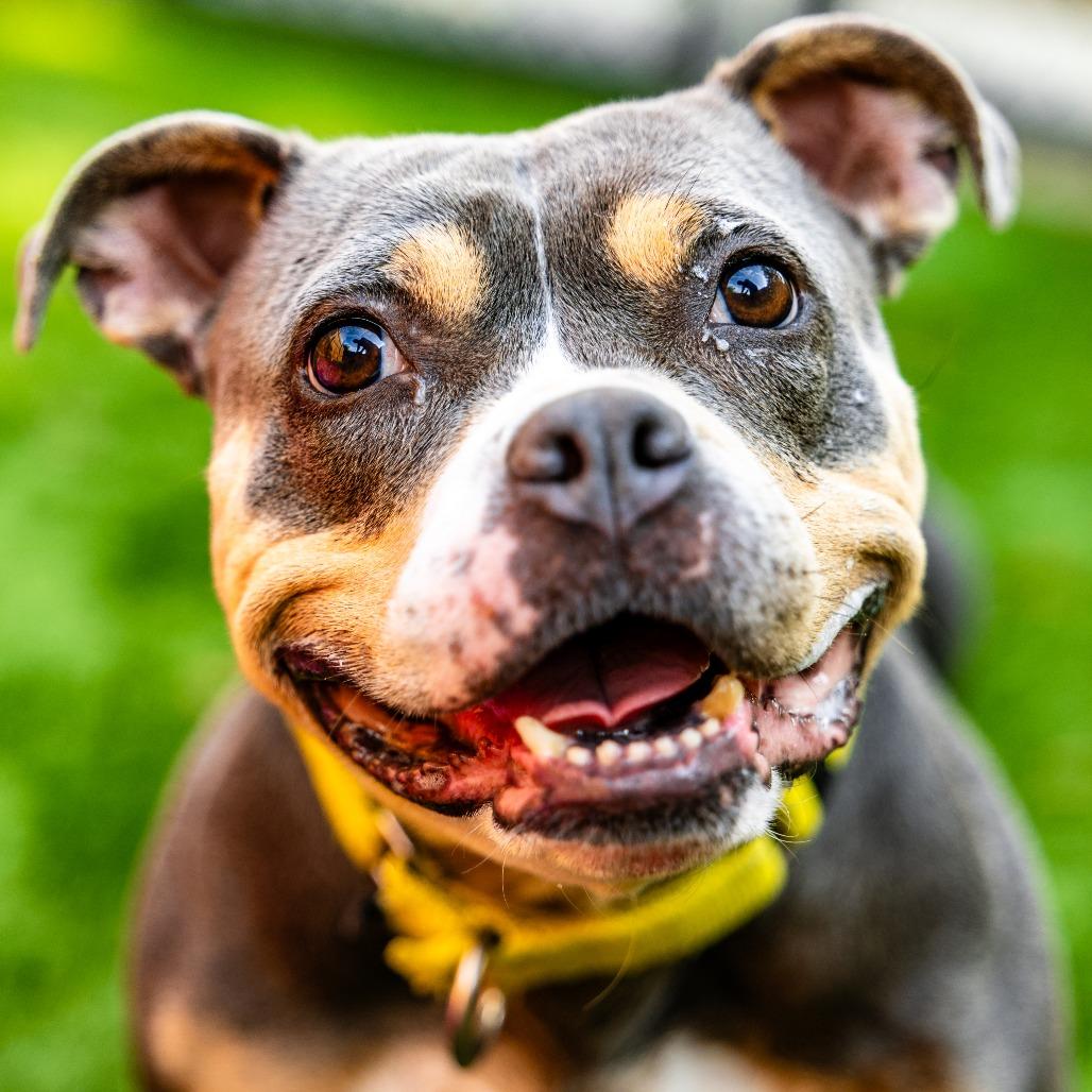 Enlarge Bogie, a Adoptable mixed breed in Naperville, IL image 6/6